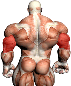 triceps muscle anatomy