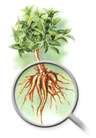 Forskolin Supplement Review and Guide 