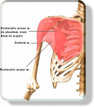Chest Muscles Anatomy, Function (Pectoral Muscles)