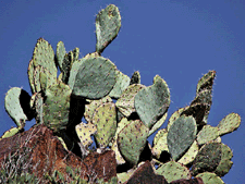 Prickly Pear Cactus Supplement Review and Guide 