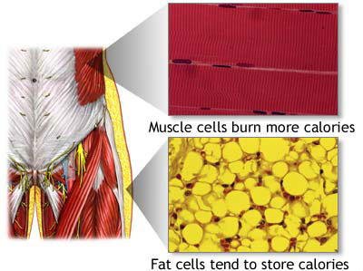 What Actually Happens To Fat Cells When Working Out?