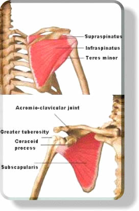 Muscular System - Rotator Cuff Muscles