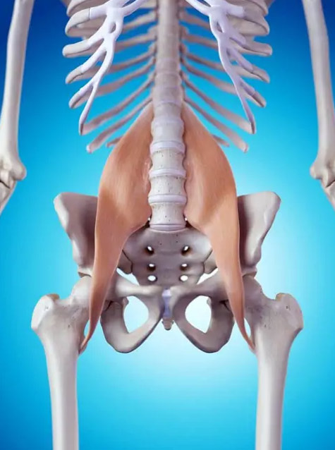 Hip flexors anatomy graphic